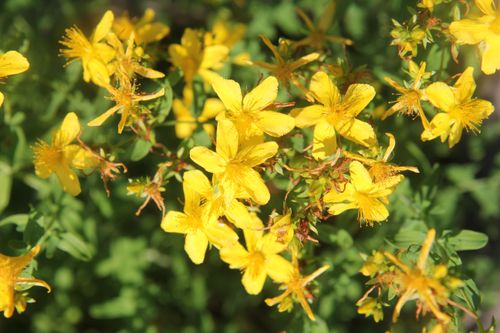 St. John's wort shrub.