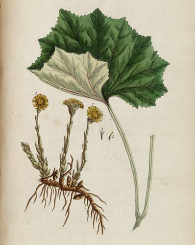 piirros leskenlehden eri osista.